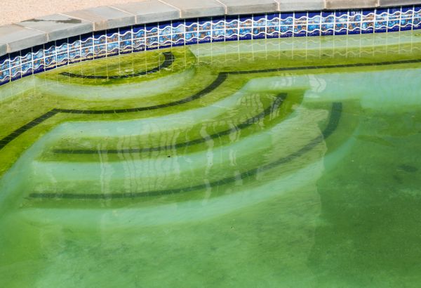 Cost of Pool Deck Algae Removal in Redmond